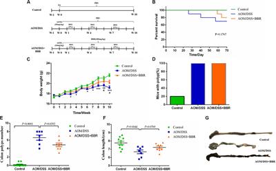 A Holistic View of Berberine Inhibiting Intestinal Carcinogenesis in Conventional Mice Based on Microbiome-Metabolomics Analysis